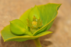 Euphorbia macroclada