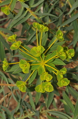 Euphorbia macroclada