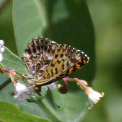 Boloria chariclea