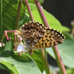 Boloria chariclea