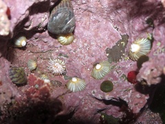 Actinothoe sphyrodeta