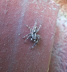 Menemerus bivittatus