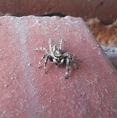 Menemerus bivittatus