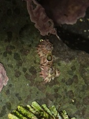 Chthamalus stellatus