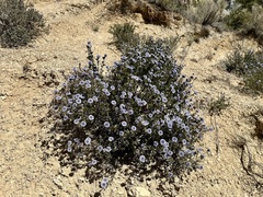 Globularia alypum