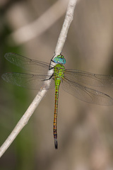 Coryphaeschna adnexa
