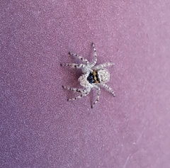 Menemerus bivittatus