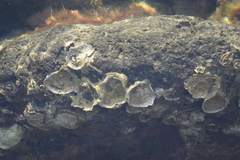 Ostreoidea