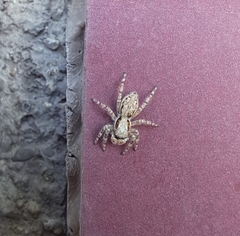 Menemerus bivittatus