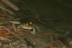 Hoplobatrachus occipitalis