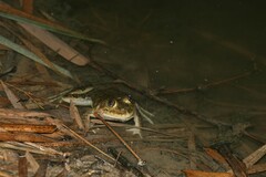 Hoplobatrachus occipitalis