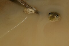 Hoplobatrachus occipitalis