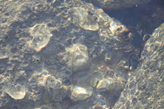 Ostreoidea
