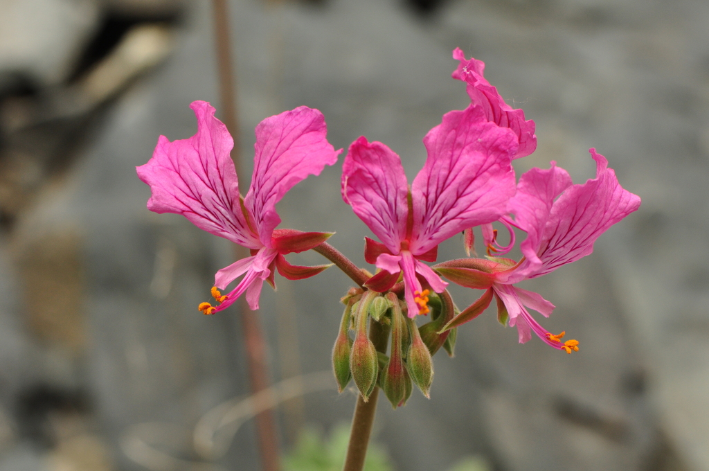 Pelargonium endlicherianum