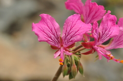 Pelargonium endlicherianum