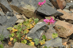 Pelargonium endlicherianum