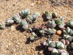 Braunsia maximilianii
