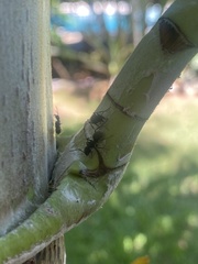 Dolichoderus bispinosus