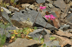 Pelargonium endlicherianum