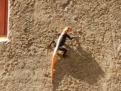 Agama planiceps