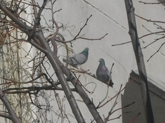 Columba livia domestica