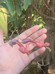 Dolichandra cynanchoides