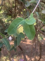 Dolichandra cynanchoides