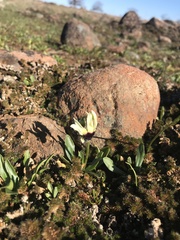 Primula clevelandii
