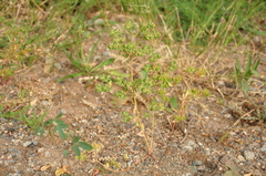 Euphorbia falcata