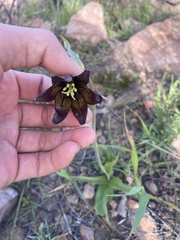 Fritillaria biflora