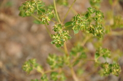 Euphorbia falcata