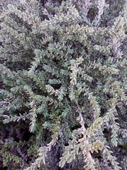 Frankenia thymifolia