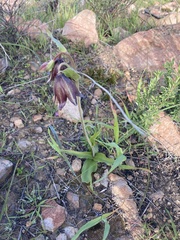 Fritillaria biflora