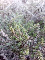 Frankenia thymifolia