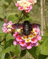 Bombus pauloensis