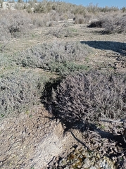 Frankenia thymifolia