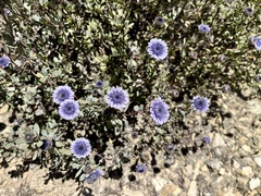 Globularia alypum
