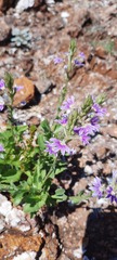 Scaevola glabrata