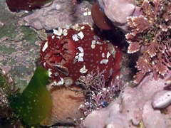 Urticina felina
