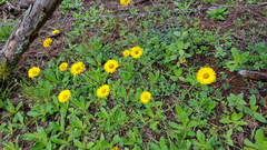Osbertia stolonifera