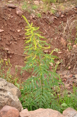 Datisca cannabina