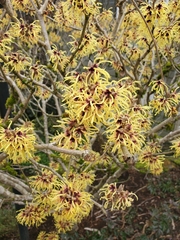 Hamamelis mollis