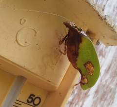 Pycnopalpa bicordata