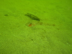 Chelidonichthys obscurus