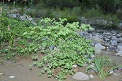 Euphorbia falcata
