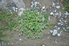 Euphorbia falcata