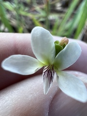 Viola vittata