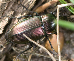 Poecilus versicolor