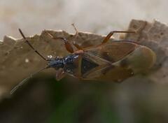 Gastrodes abietum