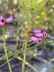 Erica cristata